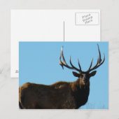 E27 Bull Elk Sky Lined Briefkaart (Voorkant / Achterkant)