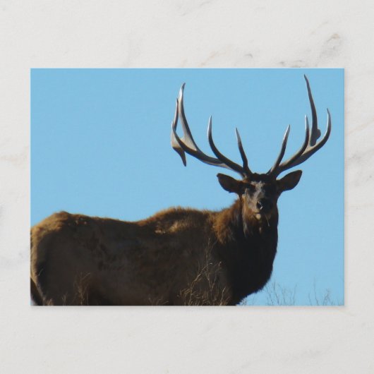 E27 Bull Elk Sky Lined Briefkaart (Voorkant)