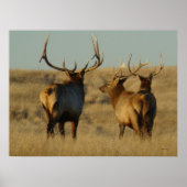 E28 Bull Elk Poster (Voorkant)