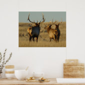 E28 Bull Elk Poster (Keuken)