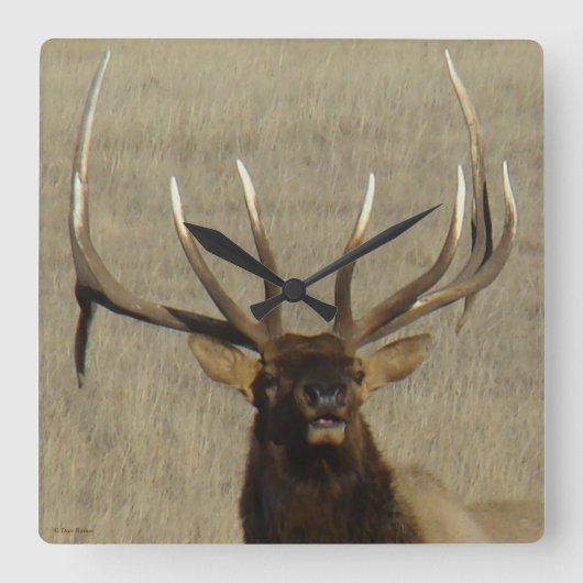 E29 Bull Elk Head Shot Vierkante Klok (Voorkant)