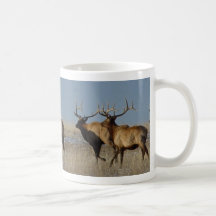 E2 Bull Elk