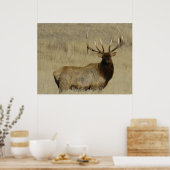 E30 Bull Elk Big Bull Poster (Keuken)