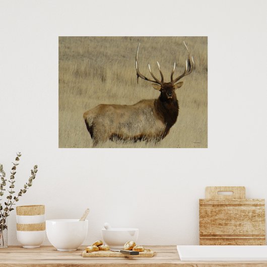 E30 Bull Elk Big Bull Poster (Keuken)