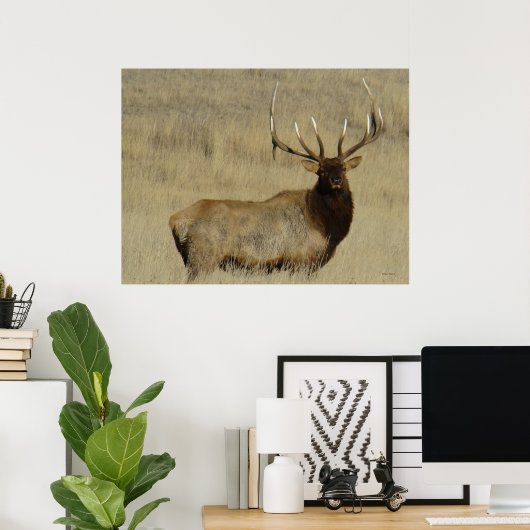 E30 Bull Elk Big Bull Poster (Thuiskantoor)