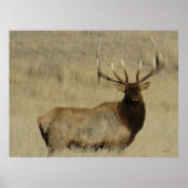 E30 Bull Elk Big Bull Poster (Voorkant)