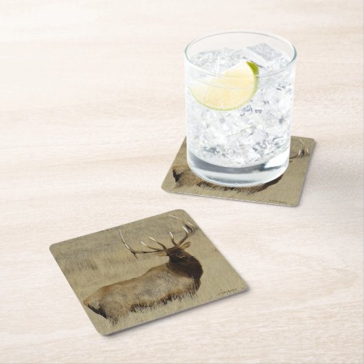 E30 Bull Elk Kartonnen Onderzetters (Insitu)