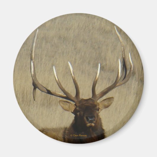 E30 Grote Bull Elk Stier Magneet (Voorkant)