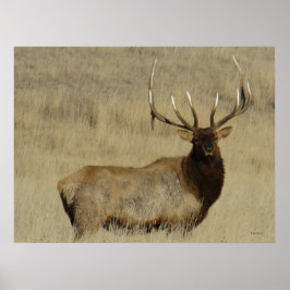 E30 Grote Bull Elk Stier Poster