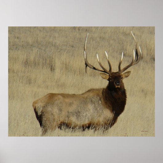 E30 Grote Bull Elk Stier Poster (Voorkant)