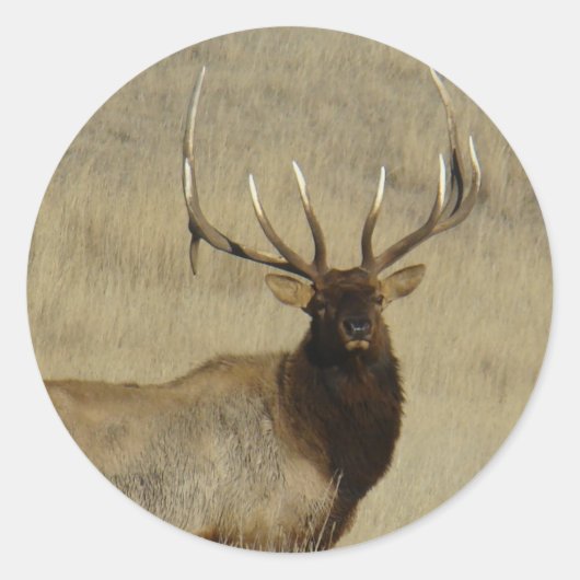 E30 Grote Stiereland Wapiti Ronde Sticker (Voorkant)