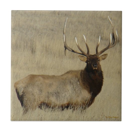 E30 mannetjeshert Grote stier Tegeltje (Voorkant)