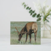 E32 Bull Elk in Velvet Scratching Briefkaart (Staand voorkant)