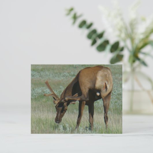 E32 Bull Elk in Velvet Scratching Briefkaart (Staand voorkant)
