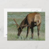 E32 Bull Elk in Velvet Scratching Briefkaart (Voorkant / Achterkant)