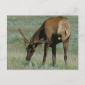 E32 Bull Elk in Velvet Scratching Briefkaart (Voorkant)