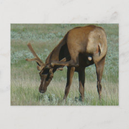 E32 Bull Elk in Velvet Scratching Briefkaart