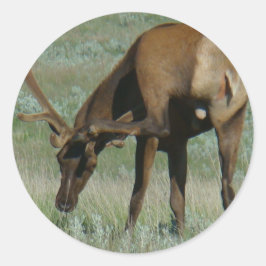 E32 Bull Elk scratching Ronde Sticker