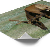 E32 Wapitihert Eland Krabt Hoofd Poster (Hoek)