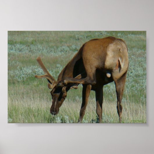 E32 Wapitihert Eland Krabt Hoofd Poster (Voorkant)