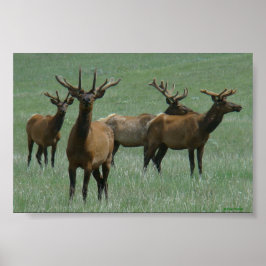 E33 Bul Eland in Fluwelen Lente Stieren Poster