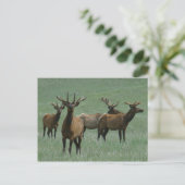 E33 Bull Elk in Fluwelen Gewei Briefkaart (Staand voorkant)