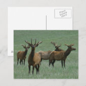 E33 Bull Elk in Fluwelen Gewei Briefkaart (Voorkant / Achterkant)