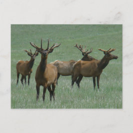 E33 Bull Elk in Fluwelen Gewei Briefkaart
