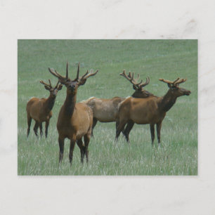 E33 Bull Elk in Fluwelen Gewei Briefkaart