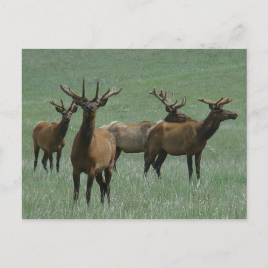 E33 Bull Elk in Fluwelen Gewei Briefkaart (Voorkant)