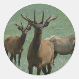 E33 Bull Elk in Velvet Ronde Sticker