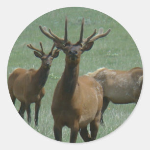 E33 Bulleneland in fluweel Ronde Sticker