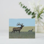 E34 Bull Elk en Pronghorn Antelope Briefkaart (Staand voorkant)