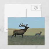 E34 Bull Elk en Pronghorn Antelope Briefkaart (Voorkant / Achterkant)