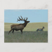 E34 Bull Elk en Pronghorn Antelope Briefkaart (Voorkant)