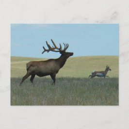 E34 Bull Elk en Pronghorn Antelope Briefkaart