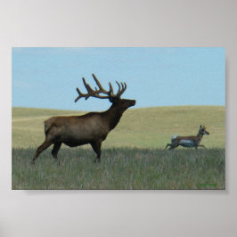 E34 Stiereland en Antilope Poster