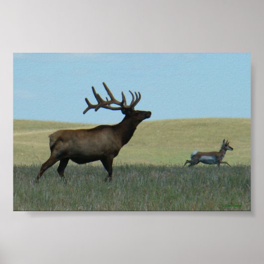 E34 Stiereland en Antilope Poster (Voorkant)