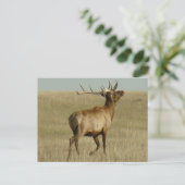 E35 Bull Elk Grass in Hoorns Briefkaart (Staand voorkant)