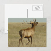 E35 Bull Elk Grass in Hoorns Briefkaart (Voorkant / Achterkant)