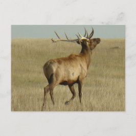 E35 Bull Elk Grass in Hoorns Briefkaart