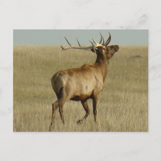 E35 Bull Elk Grass in Hoorns Briefkaart (Voorkant)
