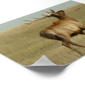 E35 Bull Elk Grass in Hoorns Poster (Hoek)