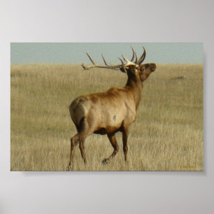 E35 Bull Elk Grass in Hoorns Poster