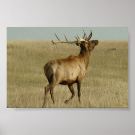 E35 Mannetjeseland Gras in Hoorns Poster