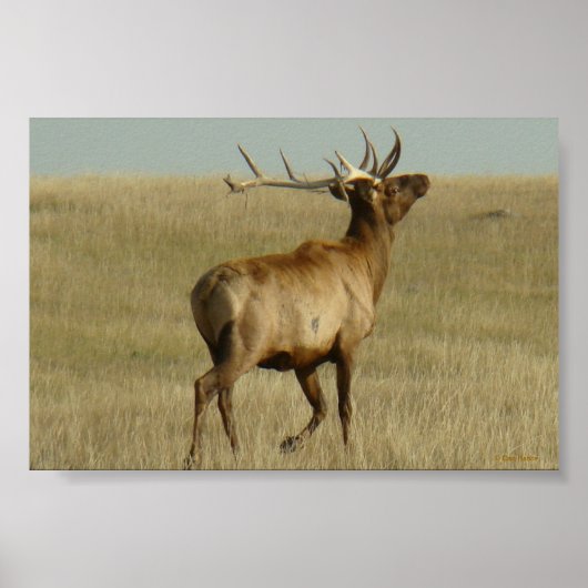 E35 Mannetjeseland Gras in Hoorns Poster (Voorkant)