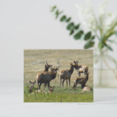 E36 Elk bull en koeien Briefkaart (Staand voorkant)