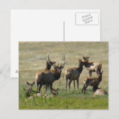 E36 Elk bull en koeien Briefkaart (Voorkant / Achterkant)