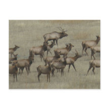 E37 Bull Elk met Koeien