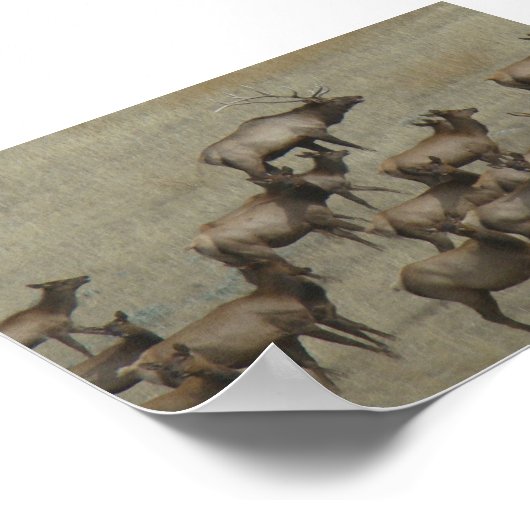 E37 Bull Elk met Koeien Poster (Hoek)